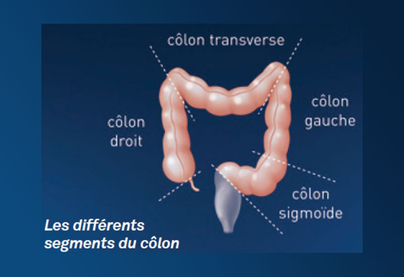 segments colon
